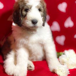 Bernedoodle and Bernese Mountain Dog Puppies from Mountain Top Bernedoodles