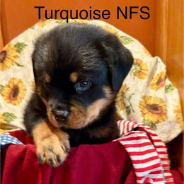 Turquoise - Black and mahogany male Rottweiler puppy in Williamsfield, Illinois from Jestors Rottweilers