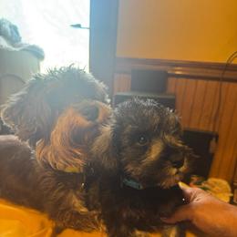 Riley (  aqua collar now) gray - Black male Miniature Schnauzer puppy in Chicago, Illinois from Cuddly Cutts Pets