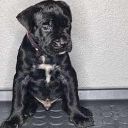 Cane Corso Puppies from Trained To Go Corso Kennels (T.T.G. Corso Kennels)