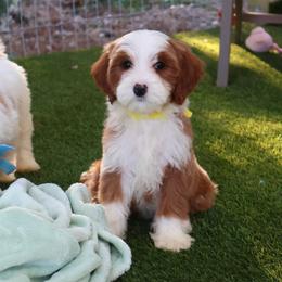 Spencer - Yellow - Red  female Goldendoodle puppy in Ruthorfordton, North Carolina from Duncan Doodles Goldendoodles
