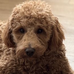 Ryder Boy - Goldendoodle