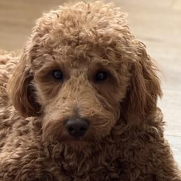 Ryder Boy - Goldendoodle