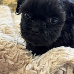 Cavapoo and Shihpoo Puppies from Haus of Doodles