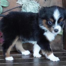 Girl 2 - female Miniature Australian Shepherd puppy in Lawton, Oklahoma from Lindsey’s Aussies
