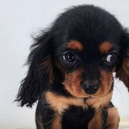 Abigail - Black and tan Cavalier King Charles Spaniel puppy in Cleveland, North Carolina from Rose and Crown Cavaliers
