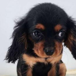 Abigail - Black and tan Cavalier King Charles Spaniel puppy in Cleveland, North Carolina from Rose and Crown Cavaliers