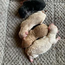 Boy1 - Apricot male Goldendoodle puppy in Haddam, Kansas from Golden B Acres