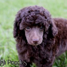 Poodle Puppies from Anna-Ash Poodles