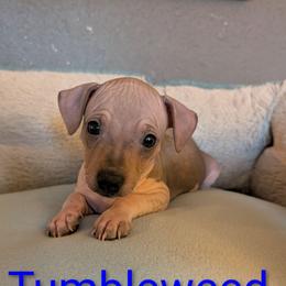 Tumbleweed - Red and white male American Hairless Terrier puppy in Phoenix, Arizona from Bare Valley