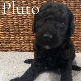 Pluto - Black male Poodle puppy in St Augustine, Florida from St. Augustine Poodles