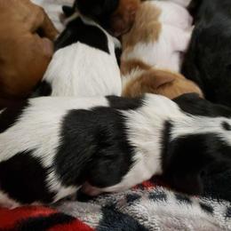 Cavalier King Charles Spaniel Puppies from Southern Edge Kennel