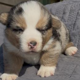 American Corgi and Pembroke Welsh Corgi Puppies from Wild West Corgis