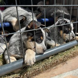 Australian Cattle Dog Puppies from Tin Roof Australian Cattle Dogs