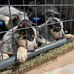 Australian Cattle Dog Puppies from Tin Roof Australian Cattle Dogs