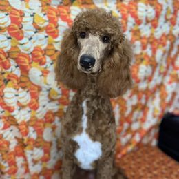 Amber - Poodle