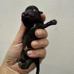 Girl 3 - Black and white female Shih Tzu puppy in Warrior, Alabama from The Anderson Farms Kennel