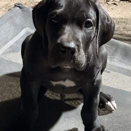 Bruce - Black male Great Dane puppy in Ottumwa, Iowa from Robin's Great Danes