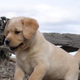 Labrador Retrievers from High Country Labradors