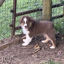 Boy2 - Red tri male Miniature Australian Shepherd puppy in Harmony, North Carolina from Carolina Pride Aussies