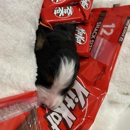 Kit Kat - Tri-color female Bernese Mountain Dog puppy in Gardner, Kansas from Faith and Family Farm