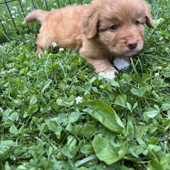 Boerboel and Nova Scotia Duck Tolling Retriever Puppies from Voyageur Kennels