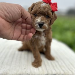 Anna - Red  female Goldendoodle puppy in Mint Hill, North Carolina from DoodleForever