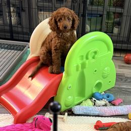 Cavapoo Puppies from Patriot Pups Cavapoos
