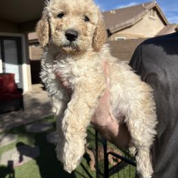 Chrissy - Cream female Goldendoodle puppy in Mesa, Arizona from Schmidt’s Doxies N Doodles