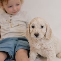 Fezzik - Cream male Goldendoodle puppy in Pleasant Grove, Utah from Canterbury Canines