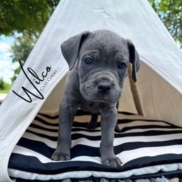 Blue female - Gray female Cane Corso puppy in Florence, Texas from Wilco Cane Corso