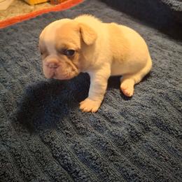 Parker - White and fawn male French Bulldog puppy in Cañon City, Colorado from Terri Geiser-Gilchrist
