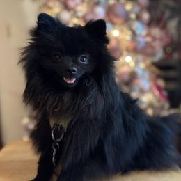 King - Pomeranian