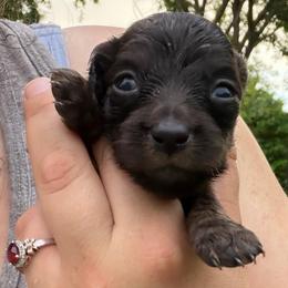 Black Tan girl 1 - Black and tan female Dachshund puppy in Cattaraugus County, New York from H&C’s Dachshunds and Retrievers