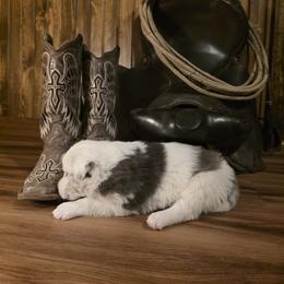 Zeus - White and blue merle male Border Collie puppy in Buckhannon, West Virginia from Broken Spur Farm