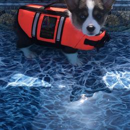 Pembroke Welsh Corgi Puppies from Shabby Chic Corgis