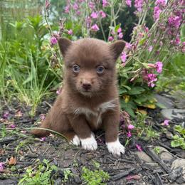 Justice - Chocolate female Pomsky puppy in Ravena, New York from Osiris’s Siberians & Pomskies