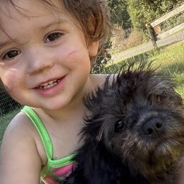 Assorted Doodle Crosses and Cavapoos from Porchlight Puppies