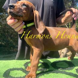 Yellow collar - Red female Redbone Coonhound puppy in Mount Pleasant, Texas from Harmons Hounds