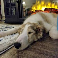 Borzoi All Grown Up from Summerlane Borzoi