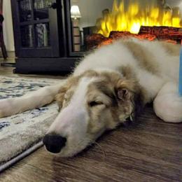Borzoi All Grown Up from Summerlane Borzoi