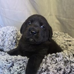 Female 2 - Black female Labrador Retriever puppy in Conway, Missouri from Patton's Triple Pine Farm