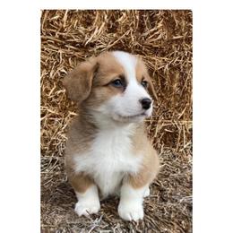 Willow Girl 4 Green2 - Red female Pembroke Welsh Corgi puppy in Shelley, Idaho from Whistling Wind Corgi’s