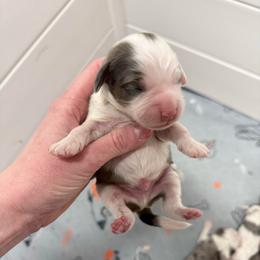 Boy 1 - Blue merle male Aussiedoodle puppy in Heber City, Utah from Junipersdoodles