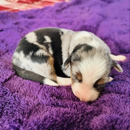 Shadow - Blue merle male Australian Shepherd puppy in Charlotte, North Carolina from Awesome Aussies