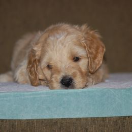 Double Doodle, Goldendoodle, and Poodle Puppies from Top of the Hill Doodles