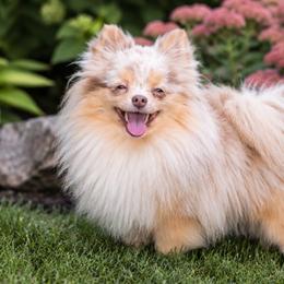 Java - Pomeranian