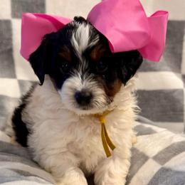 Molly - Tri-color female Bernedoodle puppy in Auburndale, Florida from Florida Mini Bernedoodles