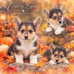 Twix - Black and tan male American Corgi puppy in Missouri from Country Legends Aussies & Corgis