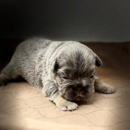 Ares - Liver male French Bulldog puppy in Amarillo, Texas from Bomb City Bulldogs